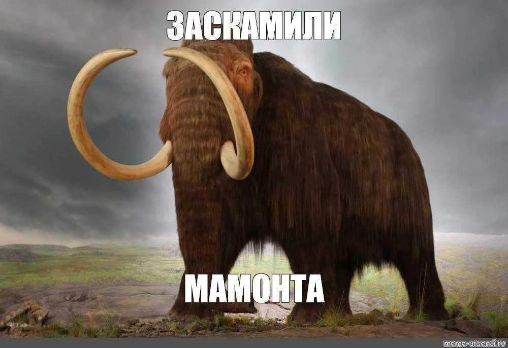 Через&nbsp;домовые чаты в&nbsp;Mах&nbsp;мошенники распространяют вирус «Мамонт» и&nbsp;крадут деньги у&nbsp;россиян