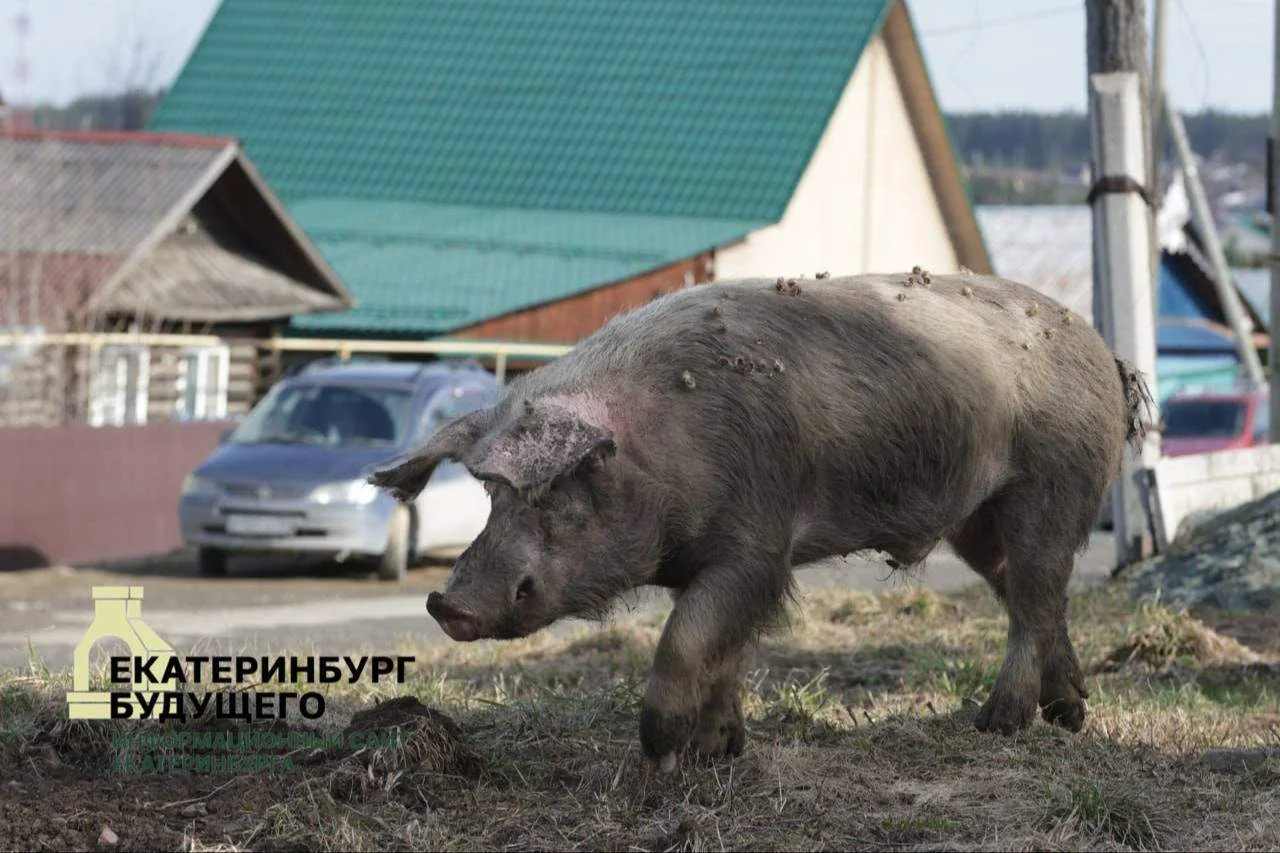 Свиньи снова разгуливают по Ревде